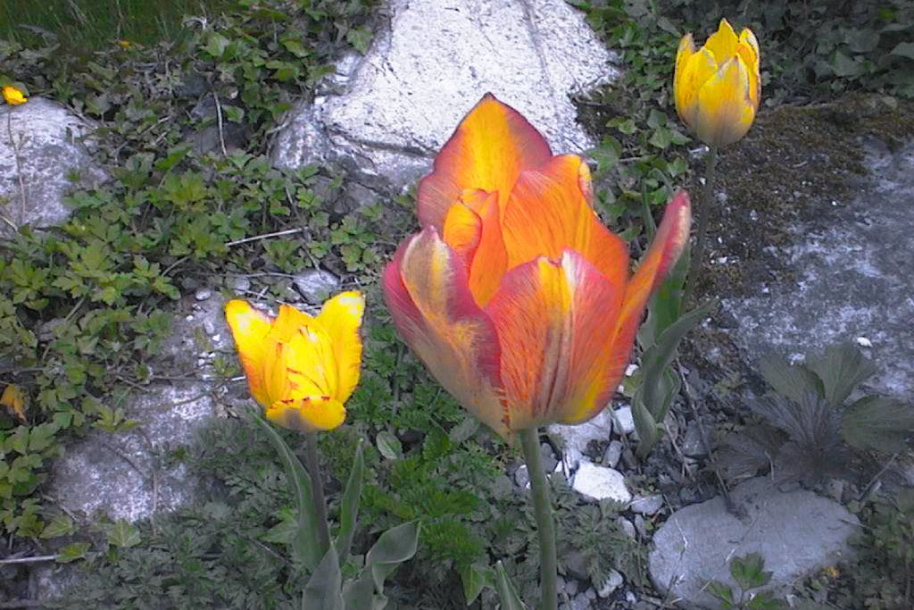 web_tulipagrengiolensis